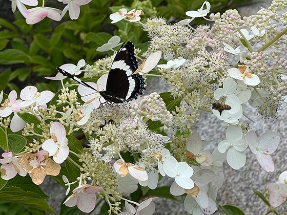 NEW FOR 2025-- A Year on Sugar Meadow