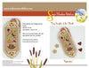 September Sampler of the Month