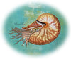 Living Fossil | Nautilus | Machine Embroidery Design 4